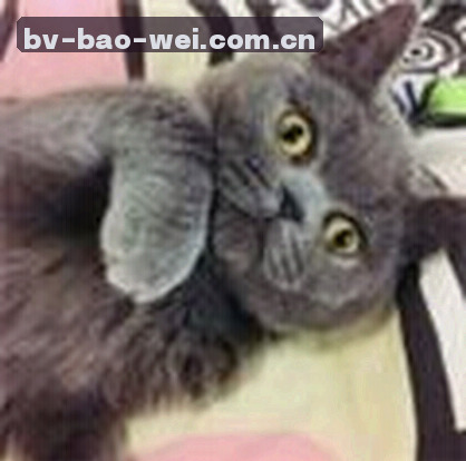 许洋